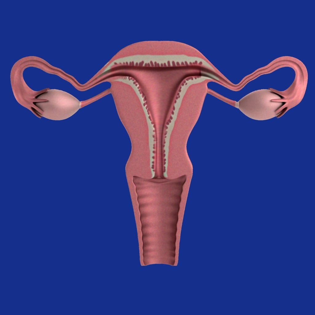 Aparelho reprodutor feminino - ovários normais