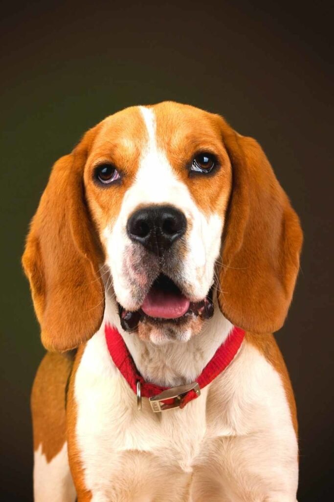 raça de cachorro beagle